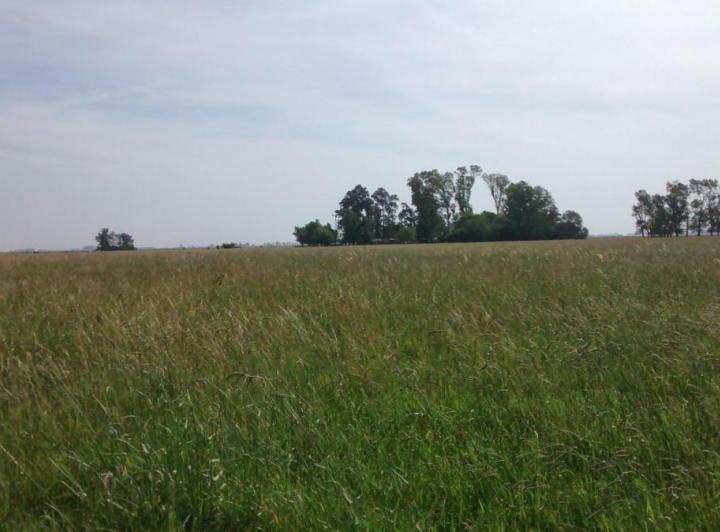 Campo · 24m² · 1 Ambiente