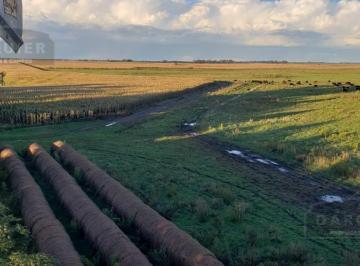 Campo · 1550000m² · Campo en Chascomus