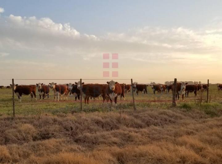 Campo · 6902ha
