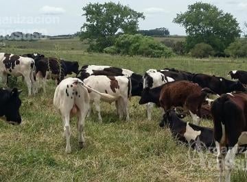 Terreno , Uruguay · Maldonado - Chacra Venta de 14 Ha. Polo Medellin