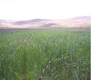 Campo · 300000000ha · Rio La Leona 1000 - El Chaltén - Santa Cruz