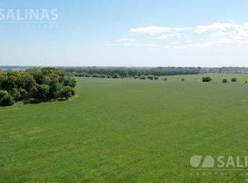 Campo · 810000m² · Campo - Parada Robles