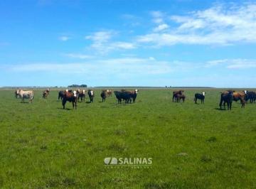 Campo · 32000000m² · Campo - Santo Tome