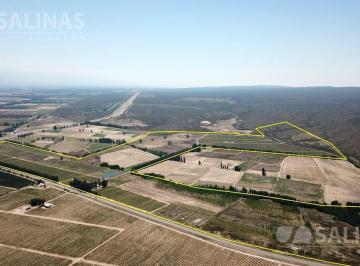 Campo · 1050000m² · Fincas - Lujan de Cuyo