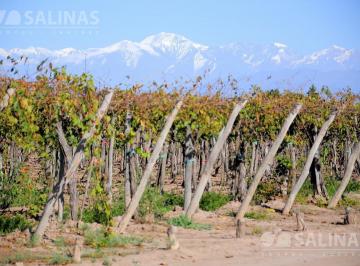 Campo · 420000m² · Fincas - Fray Luis Beltran