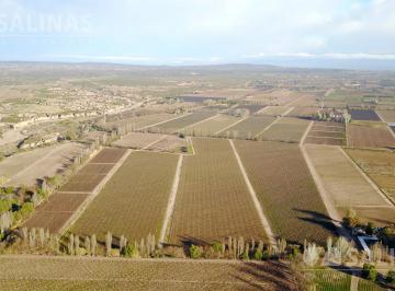 Campo · 840000m² · Fincas - Barrancas