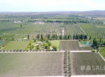 Campo · 170000m² · Fincas - Cruz de Piedra
