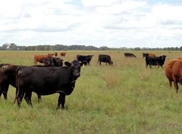 Campo · 1570000m² · 157 Has Ganaderas en San Vicente