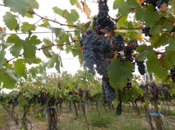 Campo de 1 ambiente, Tupungato · Finca - Tupungato