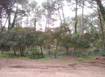 Terreno · 1030m² · Codigo 1591 - Lote en Cariló - Casuarina E/ Reinamora y Perdiz Usd 135.000