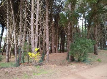 Terreno · 3171m² · Codigo 1388 - Lote en Cariló - Reinamora E/ Araucaria y Casuarina Usd 500.000