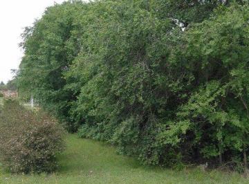 Terreno · 799m² · Venta de Lote Sobre Ruta N5 en Villa Castelar