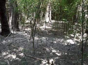 Terreno , Lomas de Zamora · Importante Predio Apto Desarrollo Inmob 4000 m² Salida Dos Calles Banfield