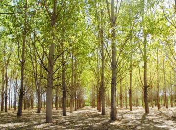 Terreno , Añelo · Barrio La Forestada