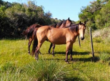 Foto1 · Campo de 38 Hs con 8690 m² Limite de Maldonado y Lavalleja - Consulte!