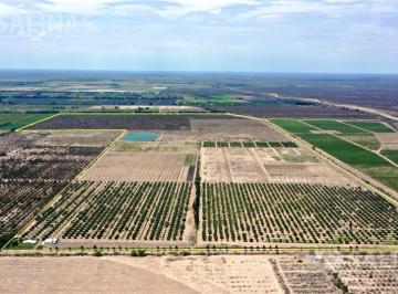 Campo · 1800000m² · Finca - El Mirador
