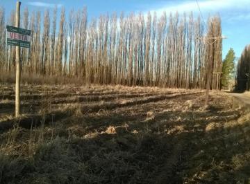Campo · 48500m² · Chacra - Villa Regina