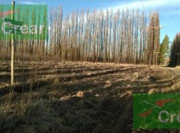 Campo · 48500m² · Chacra - Villa Regina