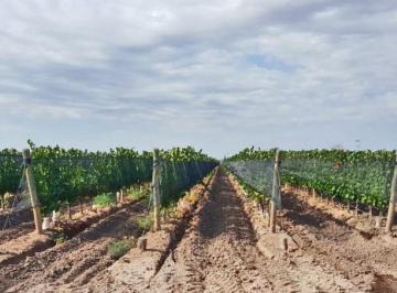 Terreno , Luján de Cuyo · Finca 31 Has en Venta - Lujan de Cuyo.