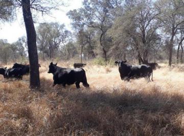00 - silvopastoril · Campo Ganadero Armado en Venta. Taco Pozo, Chaco