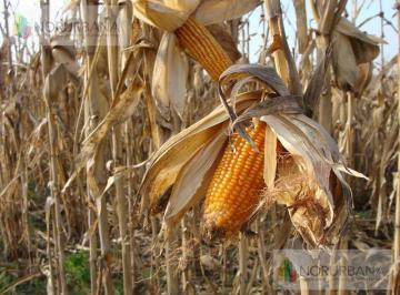 Campo · 850ha · Campo - Lamadrid