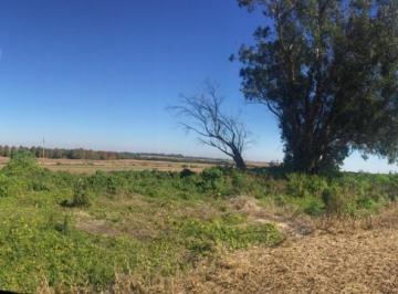 Campo , Uruguay · Campo en Martin Chico, Buena Tierra Productiva, Zona en Desarrollo