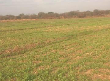 Foto · Cruz del Eje! Venta 70 Ha con Riego - Excelentes!
