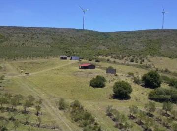 Campo · 154m² · 1 Ambiente · Venta! Campo con Olivos, 3 Molinos Eolicos