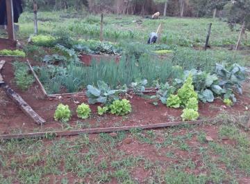 Campo de 2 ambientes, San Pedro · Campo Se 30 Ha con Pinos de 15 Años