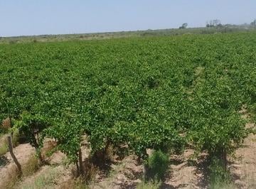 Campo , Doce de Octubre · Finca 33ha Parral Syrah Criolla Santa Rosa Mendoza – Casa Pozo – Dueño Directo