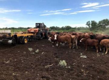 Campo , Choya · Campo en Venta - Choya - Santiago del Estero.