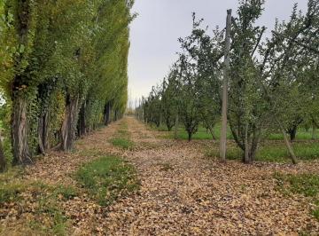 Campo · 300000m² · Chacra en Producción - Venta - Cervantes - R002