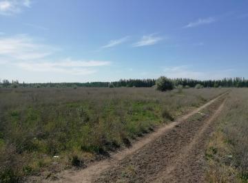 Campo · 300000m² · Chacra en Blanco - Venta - Mainque - R003
