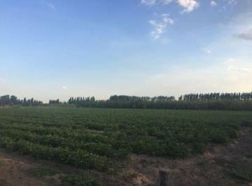 FRI-FRI-384_2 · Venta de Finca, General Alvear, Mendoza.