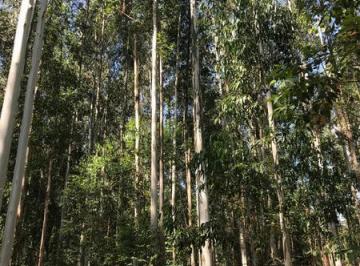 Campo , Colón · Venta Campo Forestado 256 Ha / Colon, Entre Rios - Ruta 14 Km 192