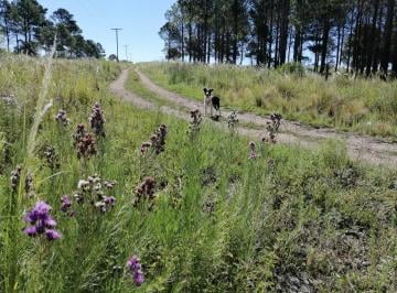 Terreno , Santa Rosa de Calamuchita · Vendo 10 Ha en Yacanto