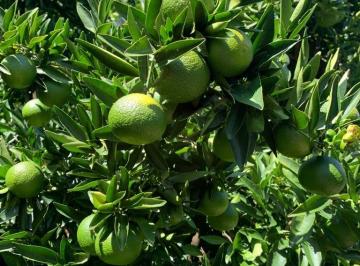 Campo de 2 ambientes, General Alvear · Venta Quinta Cítrica 287ha en General Alvear, Corrientes