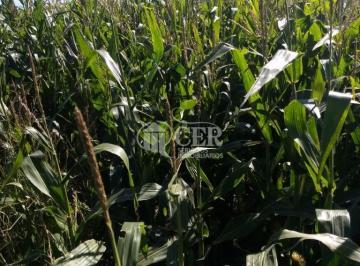 Campo , Ayacucho · 1.000 Hectáreas Agricola - Ganadero Ayacucho