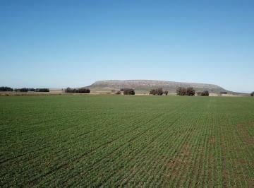 Campo · 660000m² · Balcarce - 66 Ha Agrícola