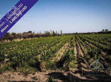 Campo · 600000m² · 4 Ambientes · Finca Productiva en Venta en Mendoza, 60 Has Cultivos Intensivos