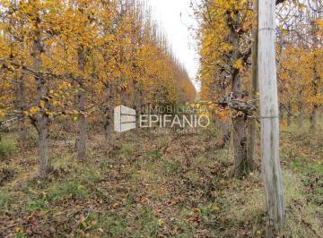 Campo · 360000m² · Venta - Chacra Excelente Producción - Contralmirante Cordero - R014