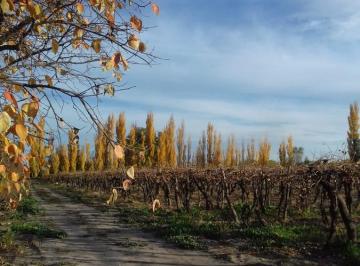 Campo · 100000m² · 4 Ambientes · Campo Finca en Venta Produccion Mixta de Frutales, 10 Hectáreas - Bowen, Mendoza