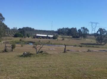 Campo · 160m² · 6 Ambientes · Chacra - Punta Ballena