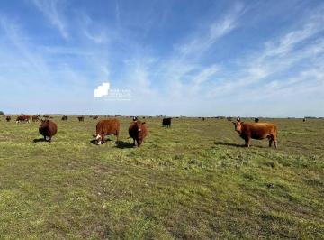 GNP-GNP-403_2 · Campo en Venta Pcia de Buenos Aires Aptitud Mixta