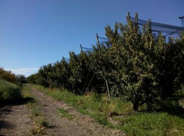 Campo , General Alvear · Cinco Hectáreas Plantadas con Duraznos en Producción de Tres Variedades.