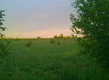 Campo de 3 ambientes, San Rafael · Excelente Finca 5.7 Ha Cañada Seca. Prov. de Mendoza. Bs. As Retasada