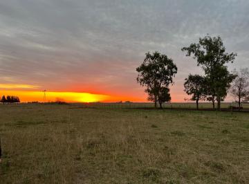 Campo · 392m² · 1 Ambiente · Domselaar Muy Buen Campo de 392.5 H Excelente Ubicación