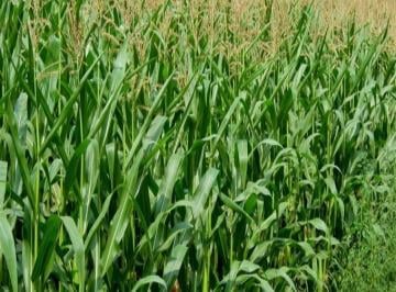 Campo de 3 ambientes, Santa Rosa · Campo Agrario Productivo Mendoza 300ha