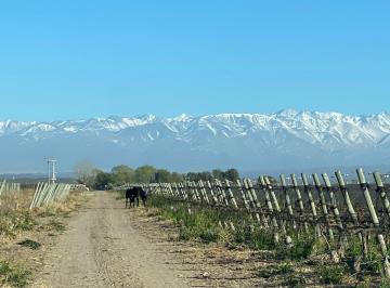 Bodega-Galpón , Tupungato · Finca Vitivinícola – Valle de Uco – Tupungato