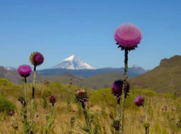 Campo · 26000000m² · Campo en Venta Zona Alumine, Neuquén